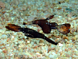 Robust ghost pipefish by Sean Cooper 